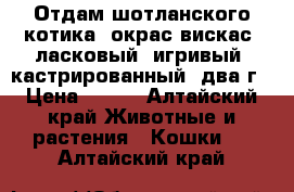 Отдам шотланского котика, окрас вискас, ласковый, игривый, кастрированный, два г › Цена ­ 100 - Алтайский край Животные и растения » Кошки   . Алтайский край